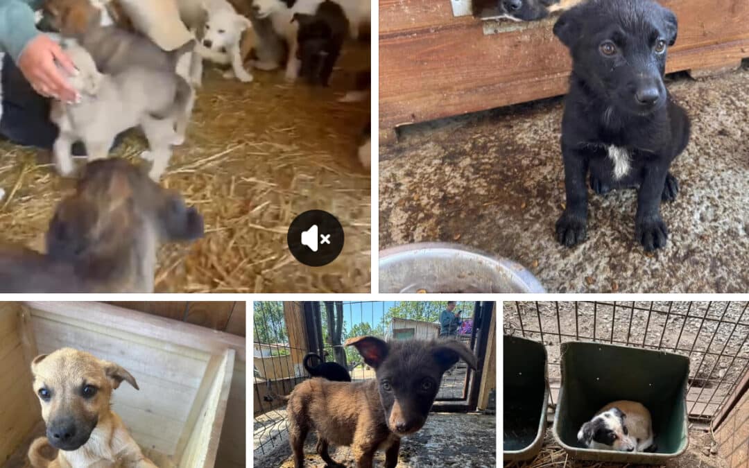 🆘 70 Welpen. 6 Tage – Ein Hilferuf 🆘