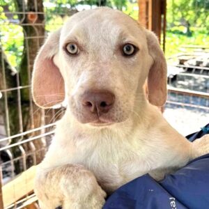 VERDE (♂) - vermittelt NH