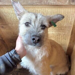 NETTI (♀) - wird bereits unsicher