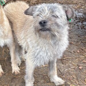 NICKI (♂) - wird unsicher