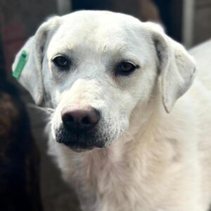 SETAREH (♀) - Hautprobleme