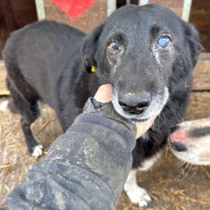 TRICIA (♀) - trübes Auge