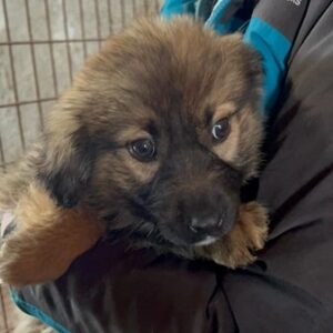 DARSHANNA (♀) - ausgereist zu Vierbeiner in Not (AL)