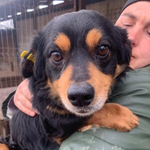 FOCKO (♂) - ausgereist zu Kathleen Müller (AL)