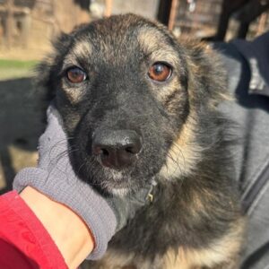 IRA (♀) -  NOTFALL, Vaginalprolaps- reist auf PDR PS im Bereich 16 (06/11/NU)