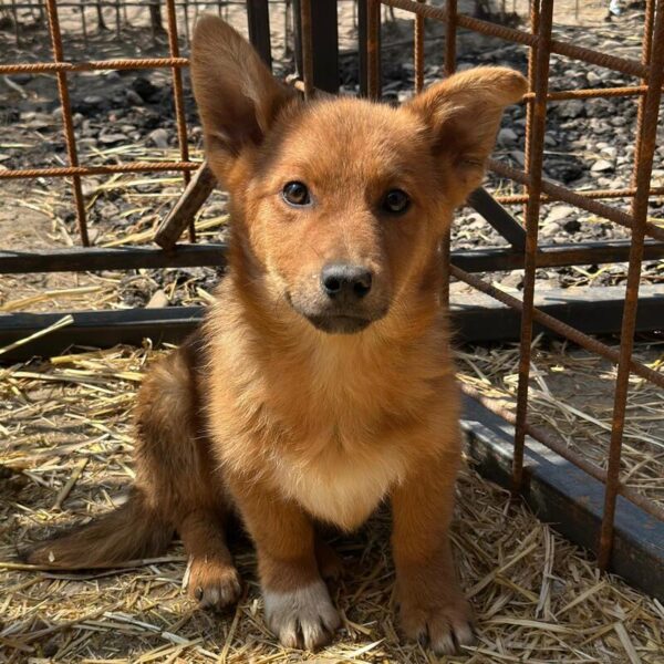 FOXEL (♂) - ausgereist zur Hundehilfe Kreta e.V. (GC) – Bild 2