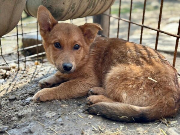 FOXEL (♂) - ausgereist zur Hundehilfe Kreta e.V. (GC) – Bild 3