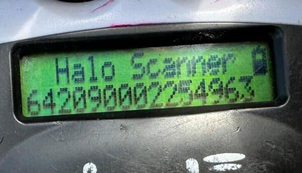 HALLOO (♂) - bereits unsicher – sollte zeitnah ausreisen – Bild 11