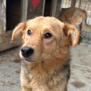 MIRI (♀)- auf PS im PLZ Bereich 30 (NU) - vermittelt