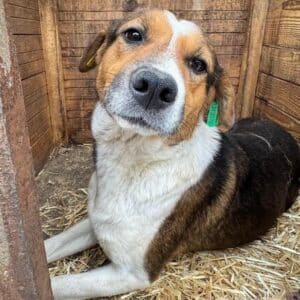 SOLANA (♀) - ausgereist zur Tierhilfe Lebenswert DR 27.06.25