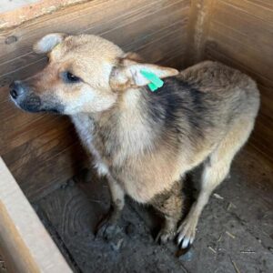 FLOCKE (♀) - ausgereist zu Vierbeiner in Not (AL)