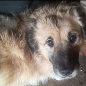 CURVY (♀) - Rechtes Vorderbein fehlt – ausgereist zur Tierhilfe Lebenswert DR 14.06.25