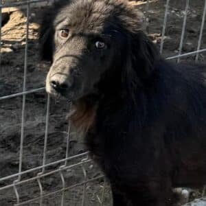 MORGANA (♀) - sehr dünn