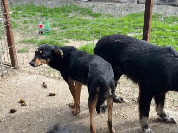 MARAL (♀) - Seelischer NOTFALL - schwerer Stand im Kennel – Bild 6