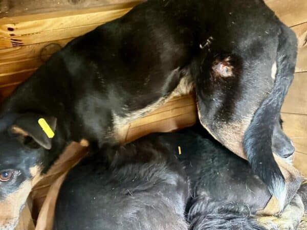 MARAL (♀) - Seelischer NOTFALL - schwerer Stand im Kennel – Bild 7