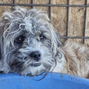 WOLLY (♂) - ausgereist zu Tiere in Not Odenwald e.V. (PM)