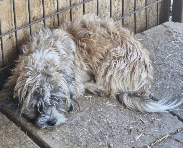 WOLLY (♂) - reserviert TINO (23/05) – Bild 3