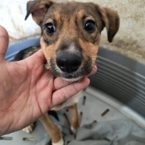 AVANTI (♀) - ausgereist zur Tierhilfe Lebenswert DR 14.06.25