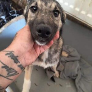 JANNE (♀) - ausgereist zur Tierhilfe Lebenswert DR 14.06.25