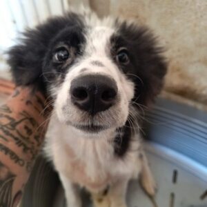 LARISSA (♀) - ausgereist zur Tierhilfe Lebenswert DR 14.06.25