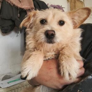 SUMMER (♀) - ausgereist zur Tierhilfe Lebenswert DR 14.06.25