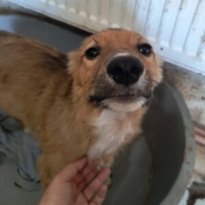 VEIT (♂) - ausgereist zur Tierhilfe Lebenswert DR 14.06.25