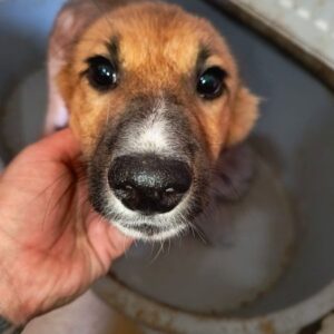 GORDIN (♂) - ausgereist zur Tierhilfe Lebenswert DR 27.06.25