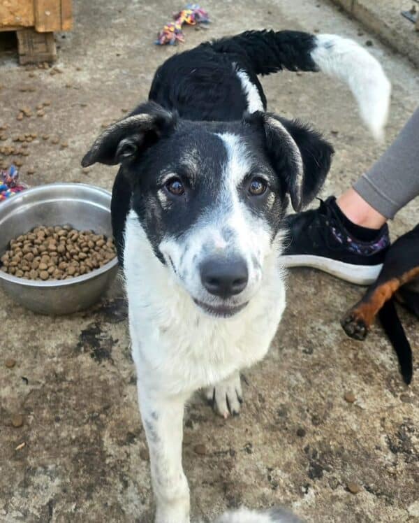 KARLINE (♀) - ausgereist zur Hundehilfe Kreta e.V. (GC)