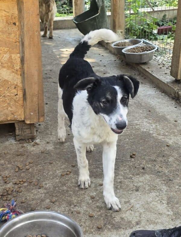 KARLINE (♀) - ausgereist zur Hundehilfe Kreta e.V. (GC) – Bild 2