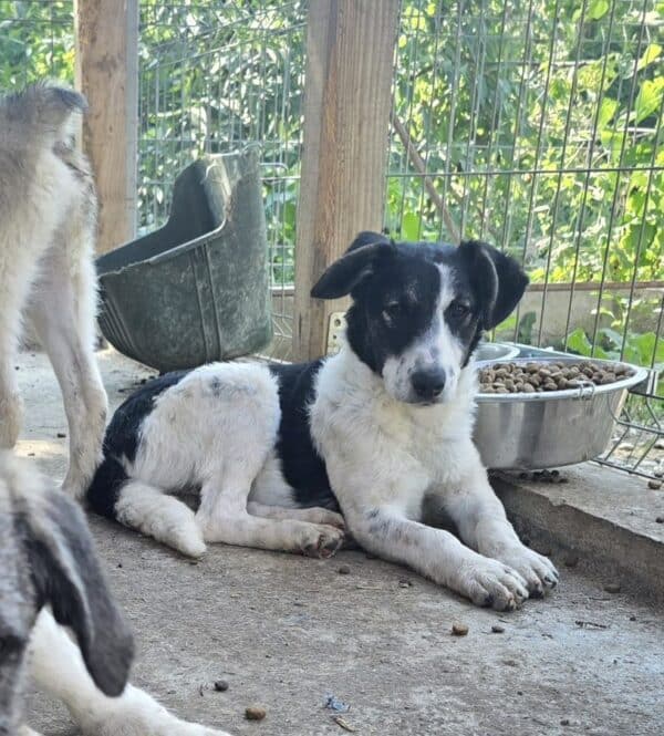 KARLINE (♀) - ausgereist zur Hundehilfe Kreta e.V. (GC) – Bild 3