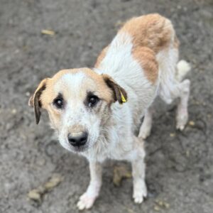 LUCKY (♂) - NOTFALL, extrem abgemagert und Hautprobleme!