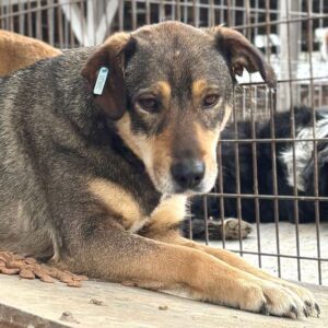 VELBY (♀) - Notfall - zu dünn, kommt schlecht zurecht