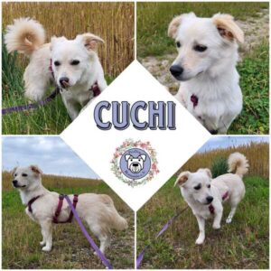 CUCHI (♀) in 21644 Sauensiek - vermittelt