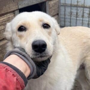 MELINDA (♀) - NOTFALL - deformierte Vorderpfote (11/25)