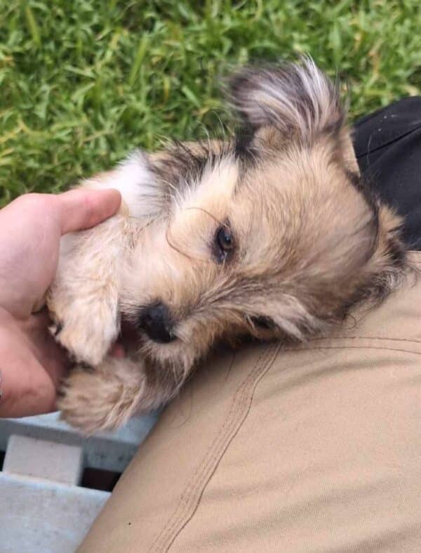 GIPSY (♀) - auf PS im PLZ Bereich 92 (JW) - reserviert – Bild 2
