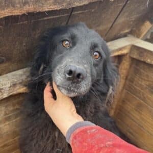 MORGANA (♀) - zu dick (11/25)