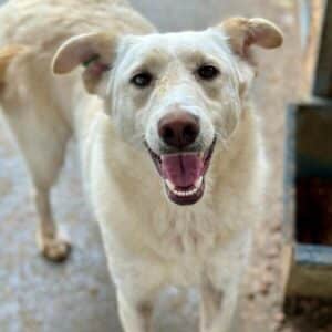 CARAMELLA (♀) (Bianca)