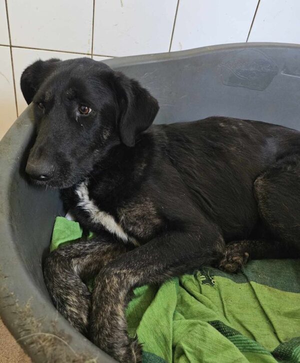 ABIGAIL (♀) – Bild 2
