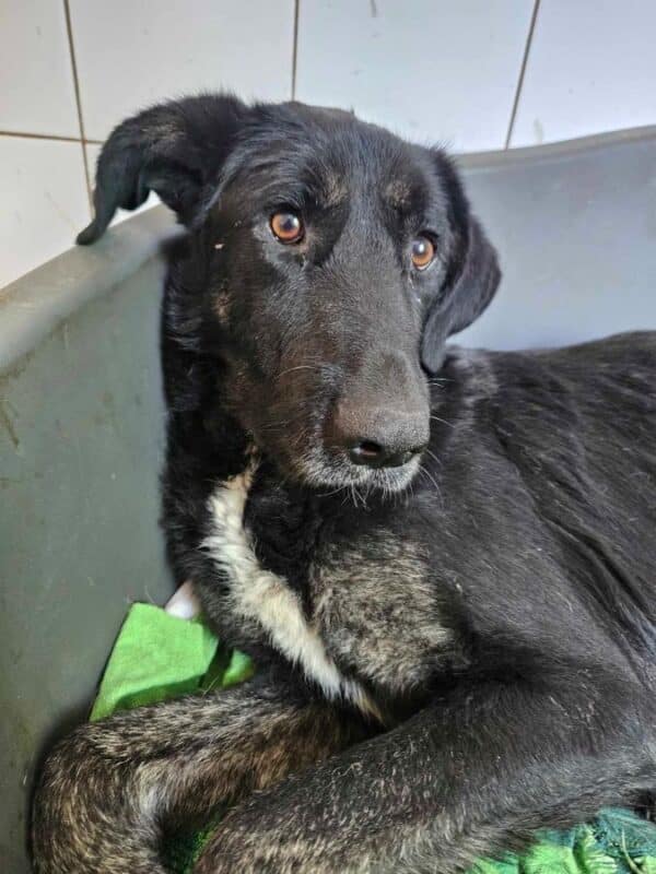 ABIGAIL (♀) – Bild 5