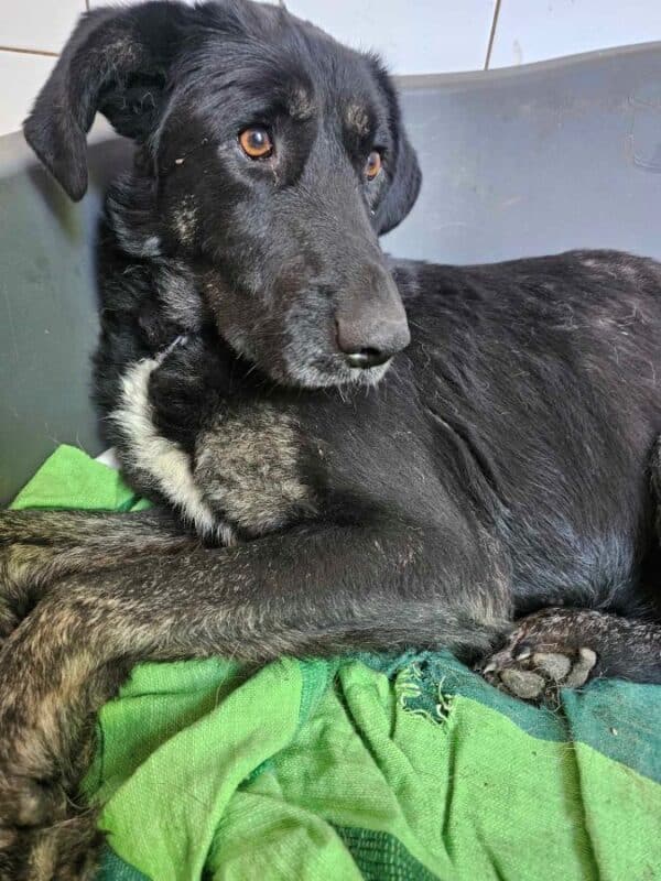 ABIGAIL (♀) – Bild 4