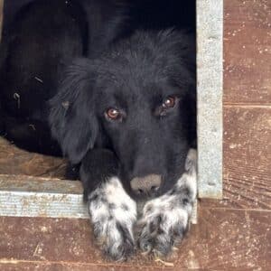 CAROLINE (♀) -  bereits unsicher, sollte dringend reisen