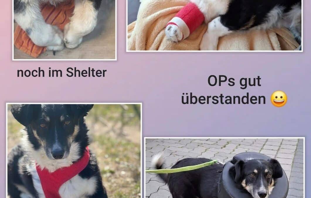 Gnadenplatzhündin Bessie braucht dringend unsere Hilfe ❤️‍🩹