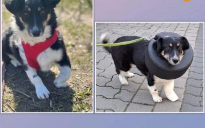 Gnadenplatzhündin Bessie braucht dringend unsere Hilfe ❤️‍🩹