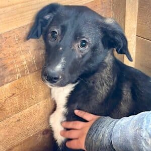 MERCEDES (♀) - bereits unsicher, sollte dringend reisen