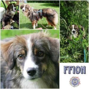 FFION (♀) in 21493 Möhnsen - vermittelt