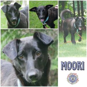 MOORI (♀) in 21493 Möhnsen - vermittelt