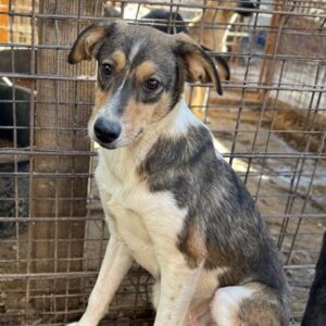 BÄR (♂) - sehr unsicher, sucht dringend erfahrene Menschen