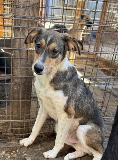 BÄR (♂) - sehr unsicher, sucht dringend erfahrene Menschen