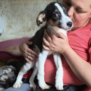 EMIEL (♂) - ausgereist zur Tierhilfe Lebenswert DR 14.06.25