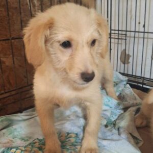 AJANA (♀) - ausgereist zur Tierhilfe Lebenswert DR 27.06.25